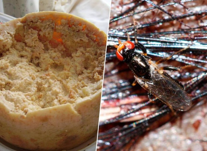 El plato prohibido de Italia: un queso tan extremo en su preparación que la Unión Europea tuvo que ponerle límites